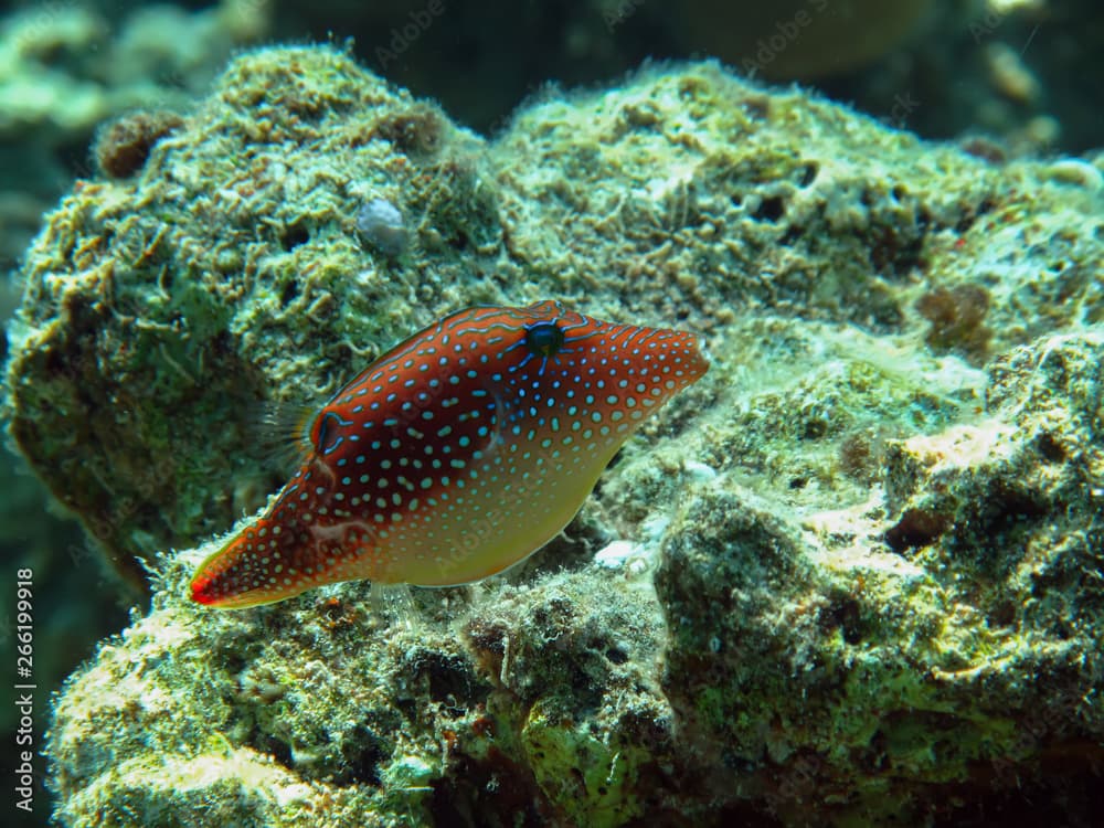 Red Sea Toby ( Canthigaster margaritata) Taken in Red Sea, Egypt.              