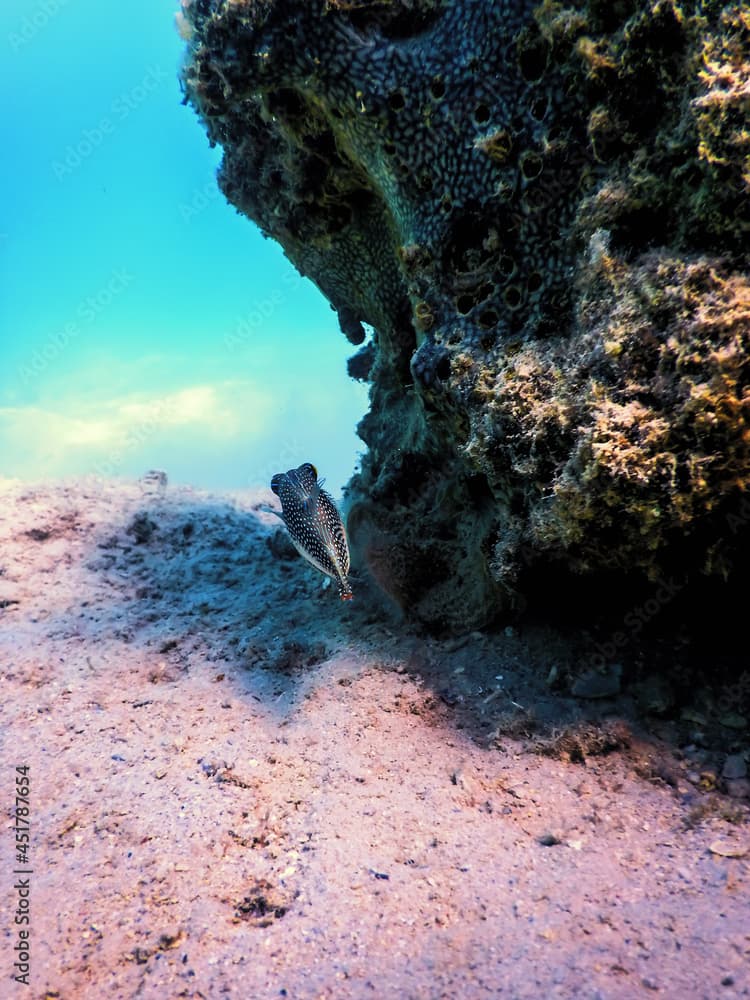 Red Sea Spotted Sharpnose (Canthigaster margaritata) underwater