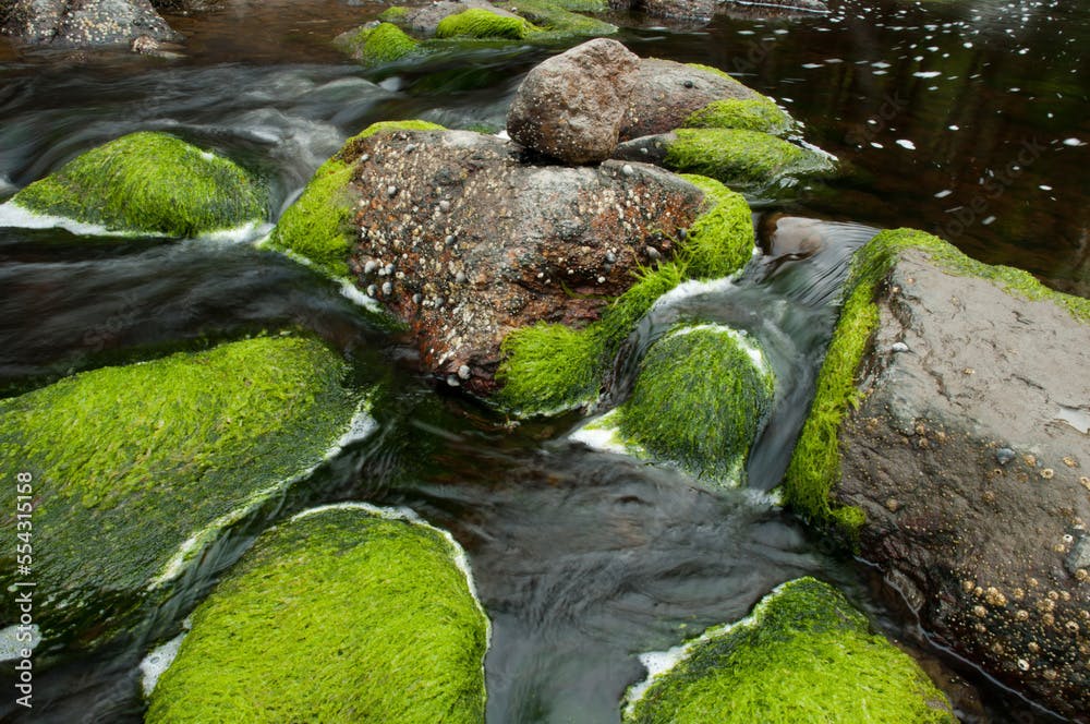 Sea lettuce-covered rocks in an estuary.; Round Pond, Maine.