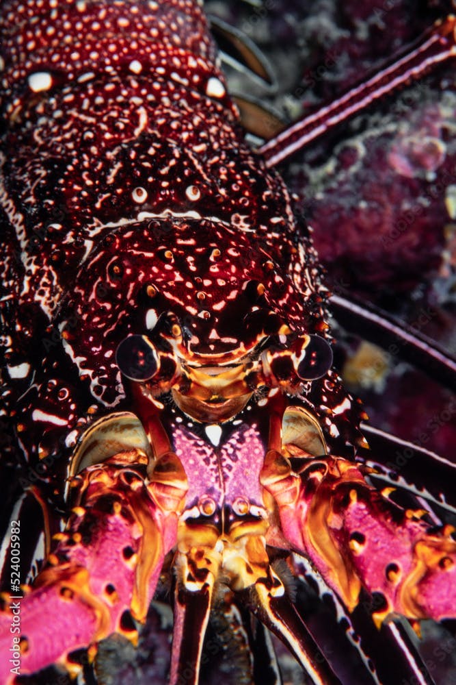 Stripe-leg spiny lobster, Panulirus femoristriga, Wakatobi, Indonesia