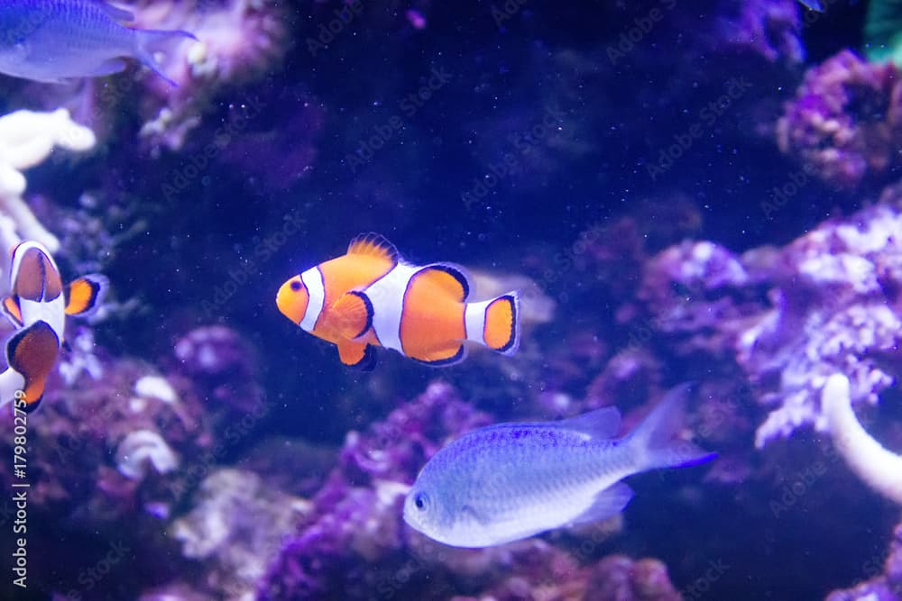 Clown anemonefish (Amphiprion percula)