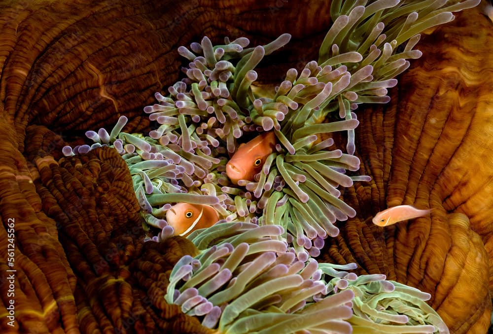 Close up of a trip of Pink anemonefish, (Amphiprion perideraion) , New Britain, Papua New Guinea