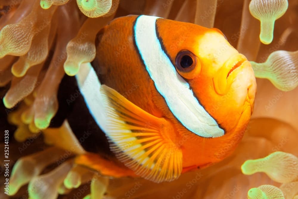 Clark's anemonefish (Amphiprion clarkii) in bubble-tip anemone (Entacmaea quadricolor), Raja Ampat archipelago, Papua Barat, Western New Guinea, Pacific Ocean, Indonesia, Asia