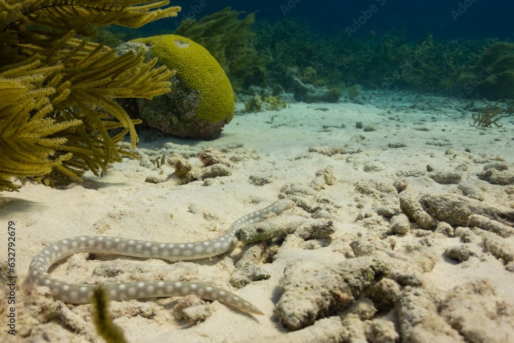 A sharp tail eel slithers along the ocean floor in the Caribbean Sea off the island of Bonaire