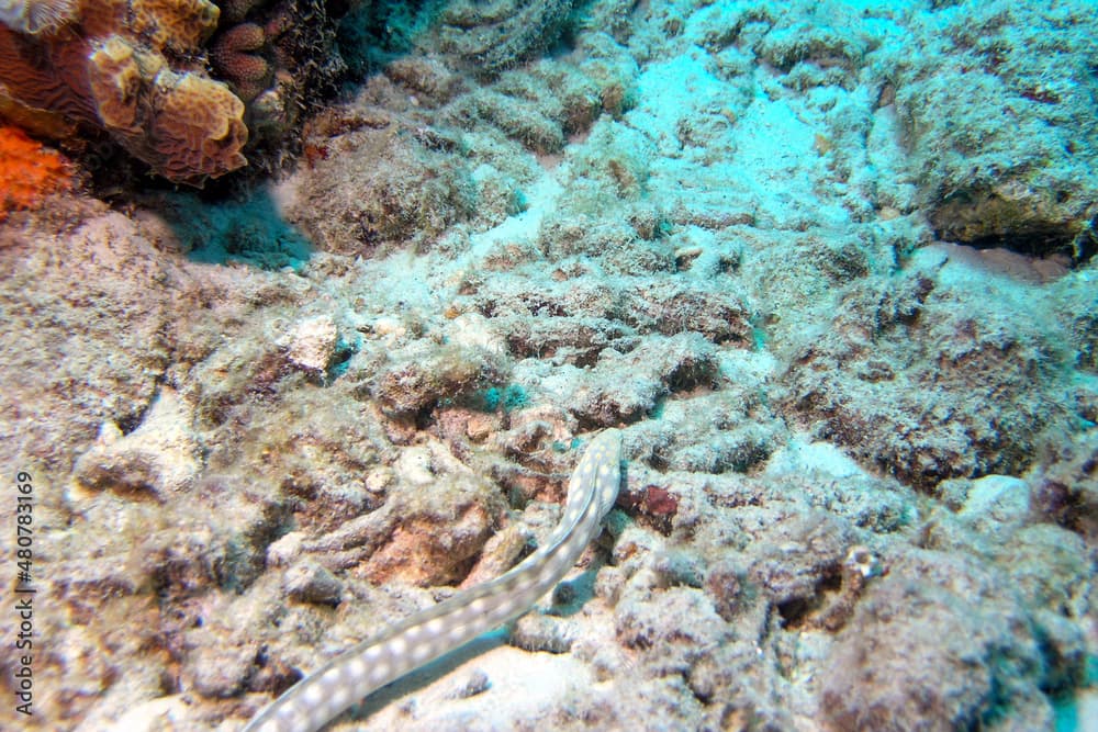 Sharptailed Eel-Myrichthys breviceps in Bonaire waters