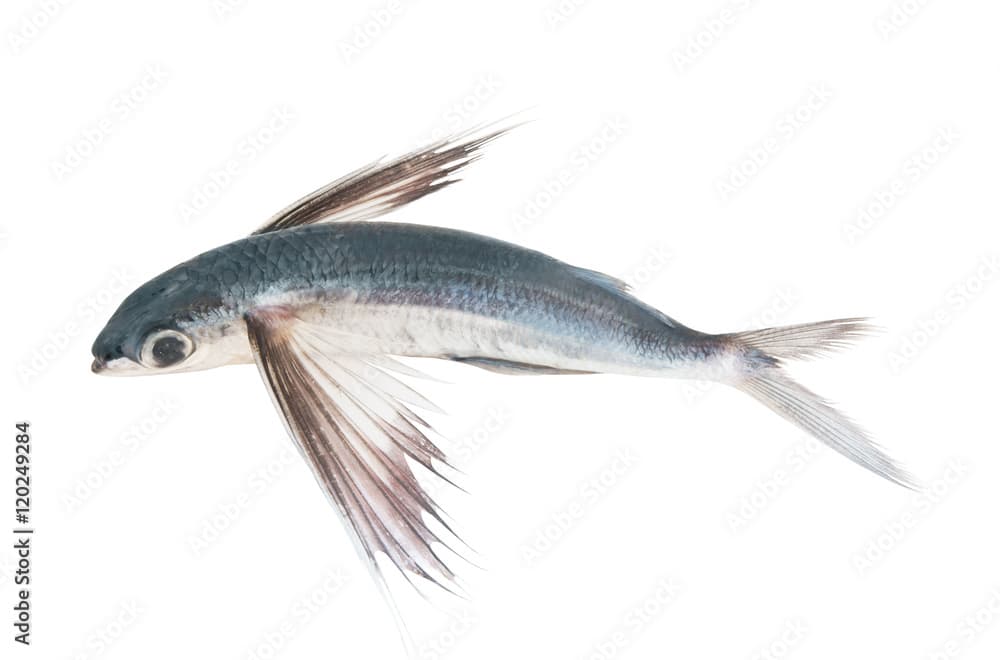 Tropical flying fish isolated