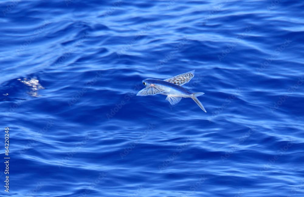 Yellow-wing flyingfish (Cypselurus poecilopterus) flying in Japa