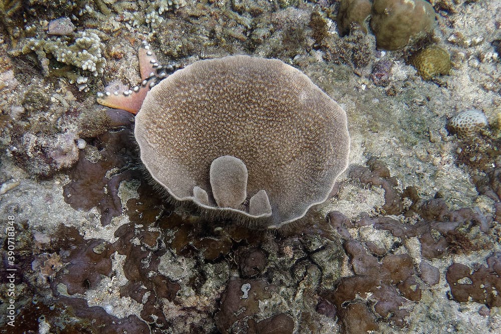 Sea sponge Carteriospongia foliascens - Bunaken Island, Sulawesi, Indonesia