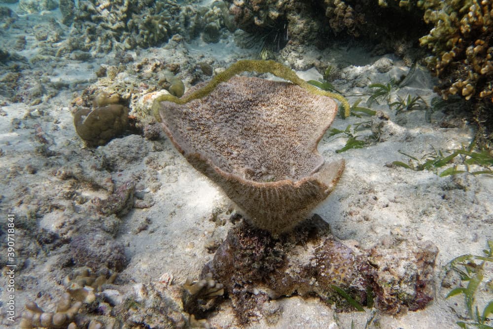 Sea sponge Carteriospongia foliascens - Bunaken Island, Sulawesi, Indonesia