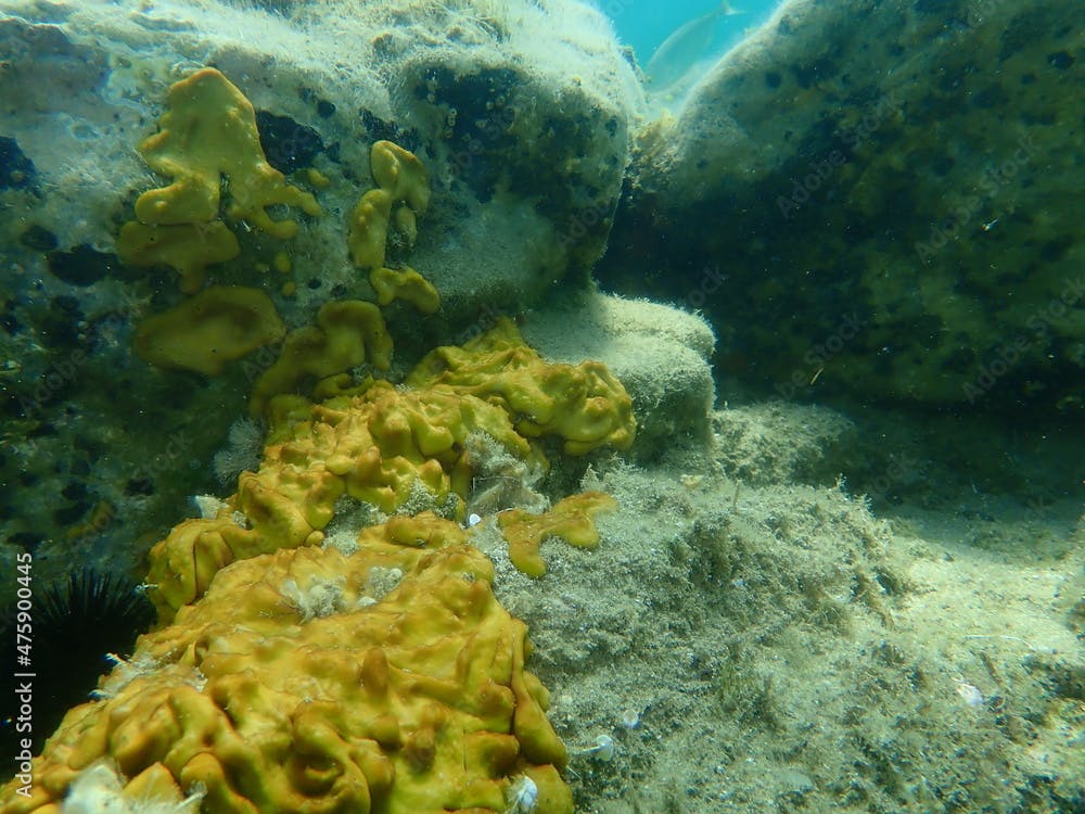 Сhicken liver sponge or Caribbean Chicken-liver sponge (Chondrilla nucula) undersea, Aegean Sea, Greece, Halkidiki