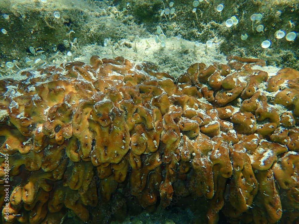 Сhicken liver sponge or Caribbean Chicken-liver sponge (Chondrilla nucula) undersea, Aegean Sea, Greece, Halkidiki