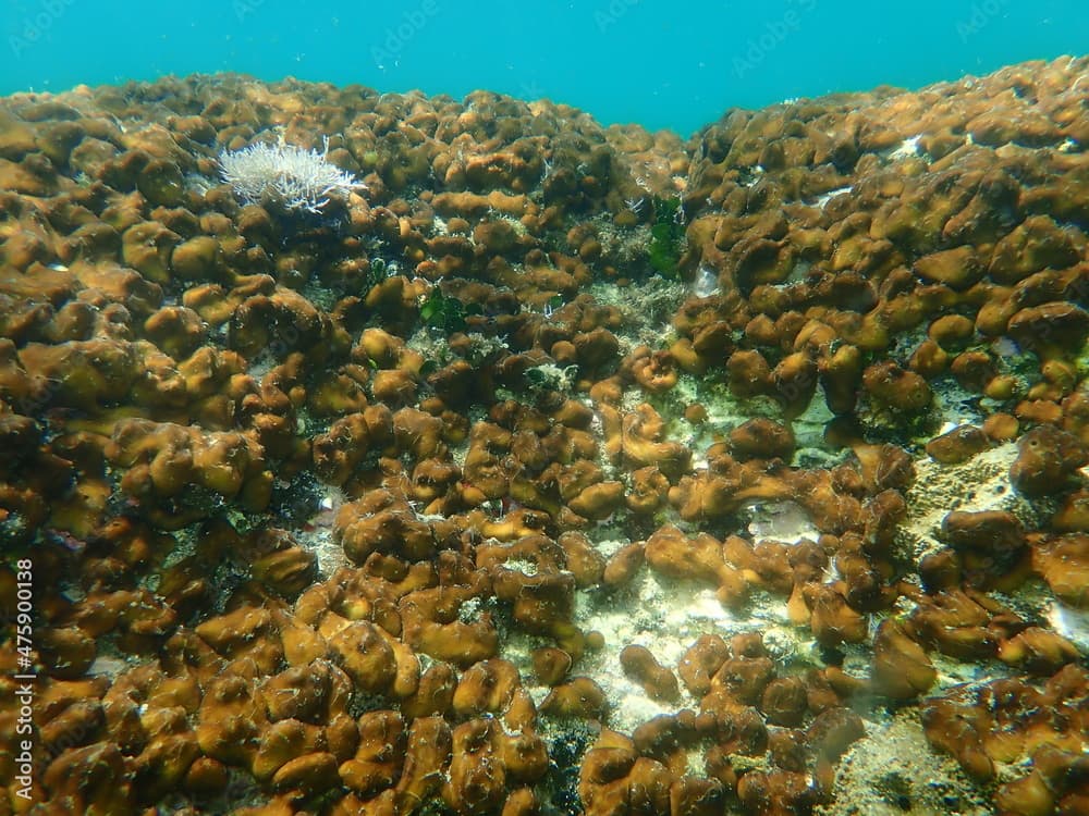 Сhicken liver sponge or Caribbean Chicken-liver sponge (Chondrilla nucula) undersea, Aegean Sea, Greece, Halkidiki