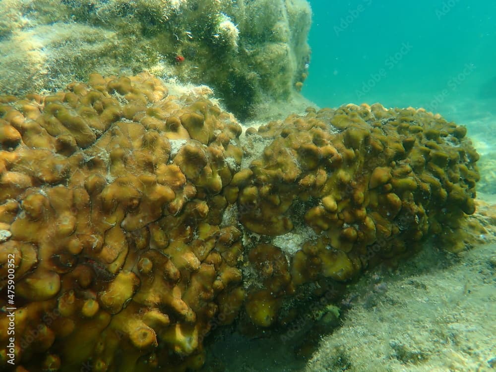 Сhicken liver sponge or Caribbean Chicken-liver sponge (Chondrilla nucula) undersea, Aegean Sea, Greece, Halkidiki