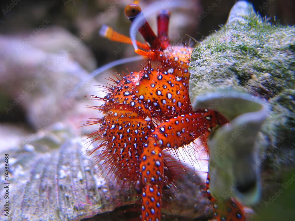 Paguro rosso (Paguristes Cadenati)