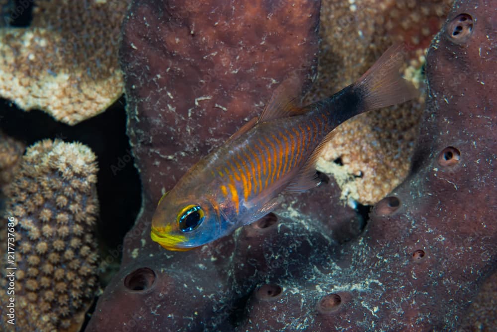 Duskytailed Cardinalfish Archamia macroptera