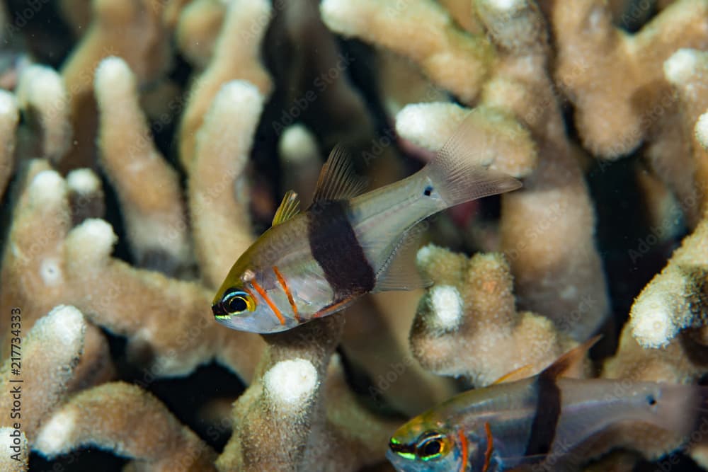 Girdled Cardinalfish Archamia zosterophora