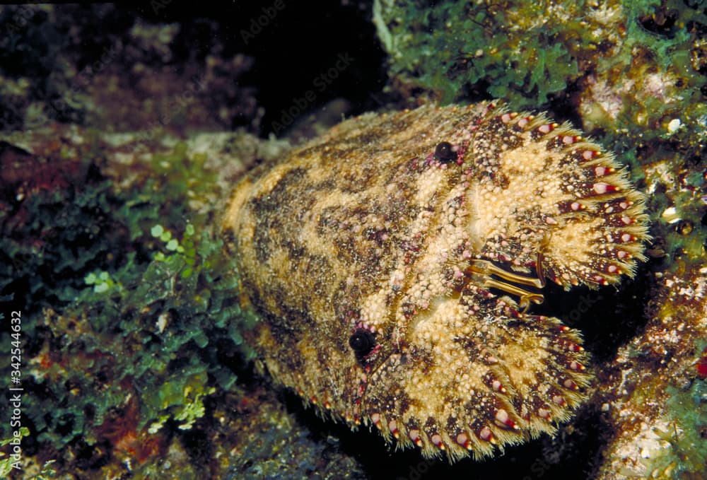 Slipper Lobster, Scyllarides nodifer, Florida Keys National Marine Sanctuary, Key Largo