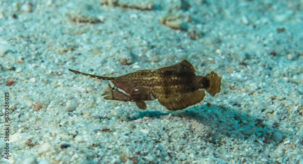 Razorfish (Iniistius pavo) on a sandy bottom, Mauritius, Indian ocean