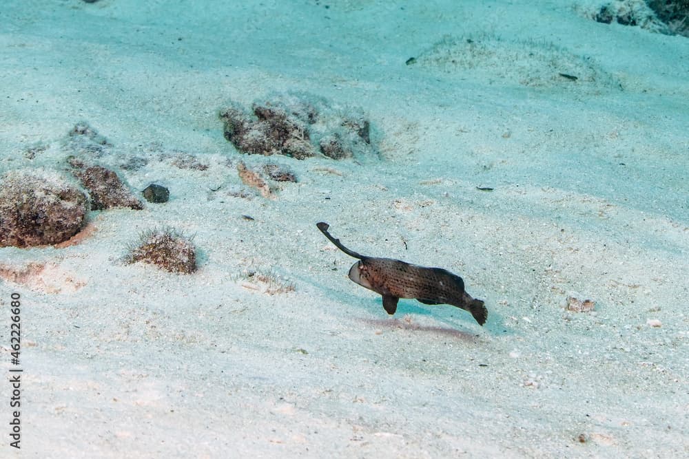 Peacock Razorfish, Iniistius pavo, in Maldives