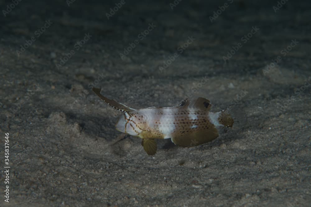 Peacock Razorfish (Juvenile) (Iniistius pavo) is a species of marine ray-finned fish from the family Labridae, the wrasses, which has a wide Indo-Pacific distribution.