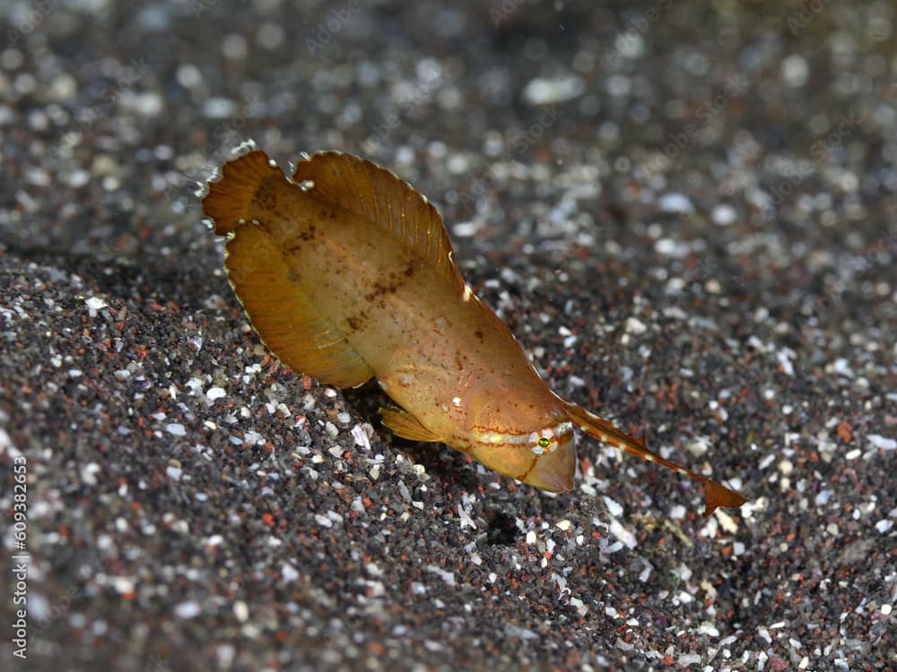 葉っぱに擬態するホシテンスの幼魚