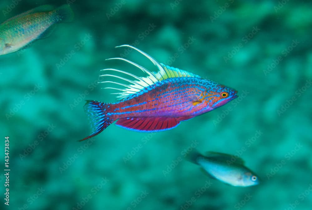 Male Blue flasherwrasse, Paracheilinus cyaneus, Raja Ampat Indonesia