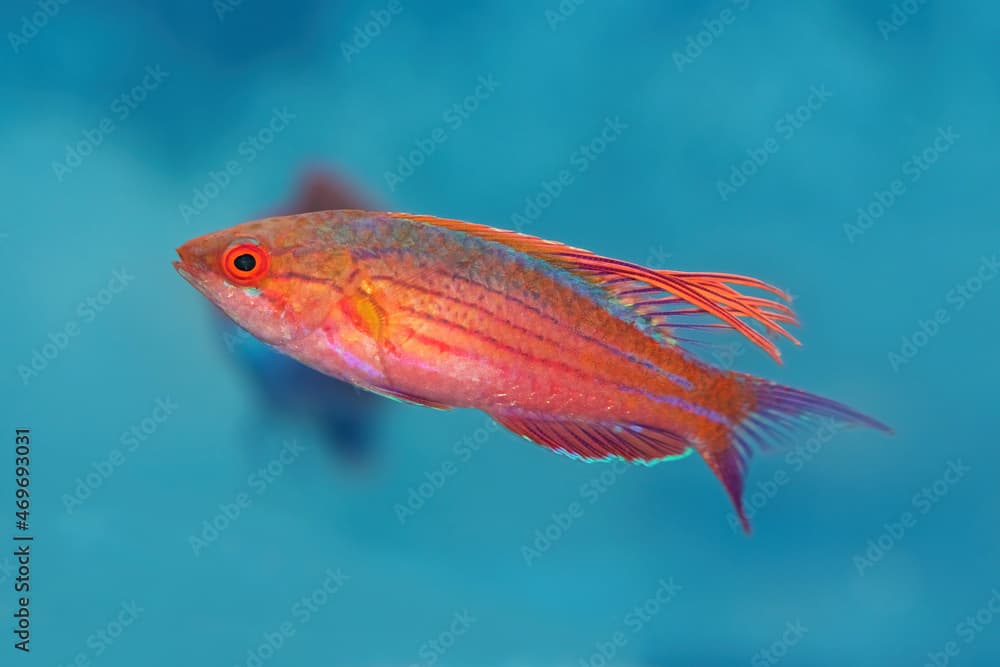 Blue Flasher Wrasse, Paracheilinus cyaneus, a tropical marine fish