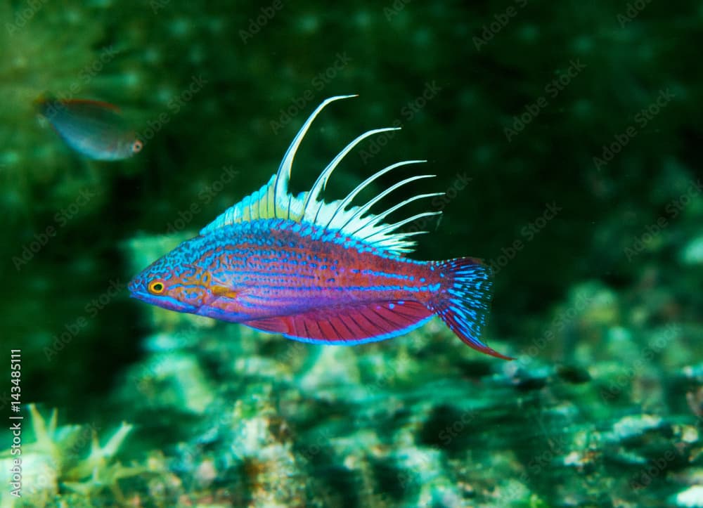 Male Blue flasherwrasse, Paracheilinus cyaneus, Raja Ampat Indonesia