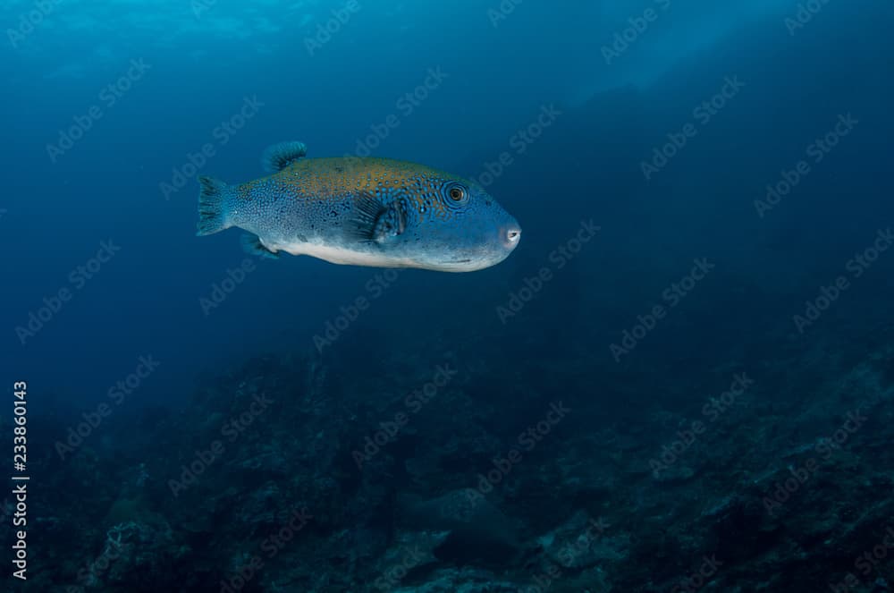 Bluespotted pufferfish, Arothron caeruleopunctatus