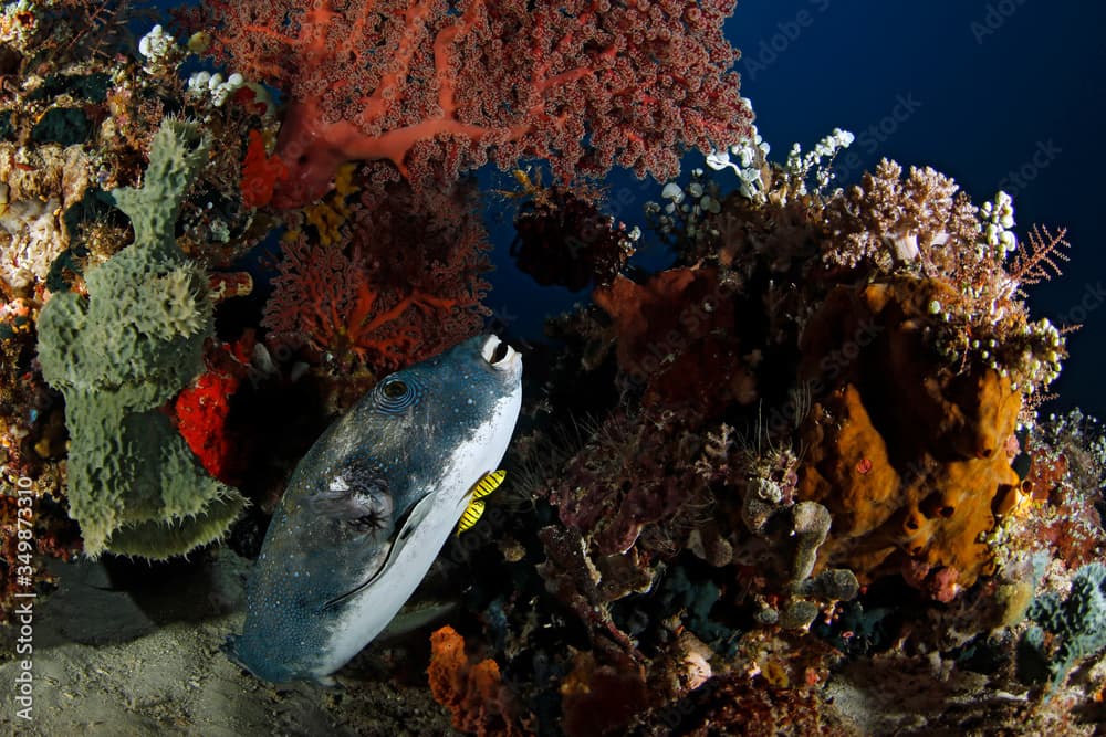 Blue-spotted Pufferfish (Arothron caeruleopunctatus) with Two Pilotfish. Dampier Strait, Raja Ampat, Indonesia