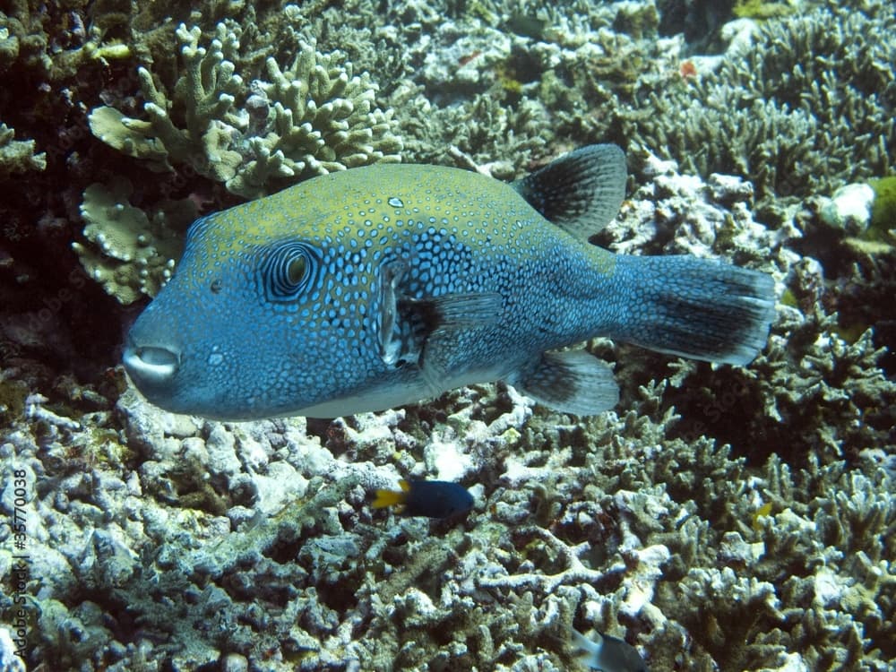 Blue Spotted Pufferfish - Arothron caeruleopunctatus