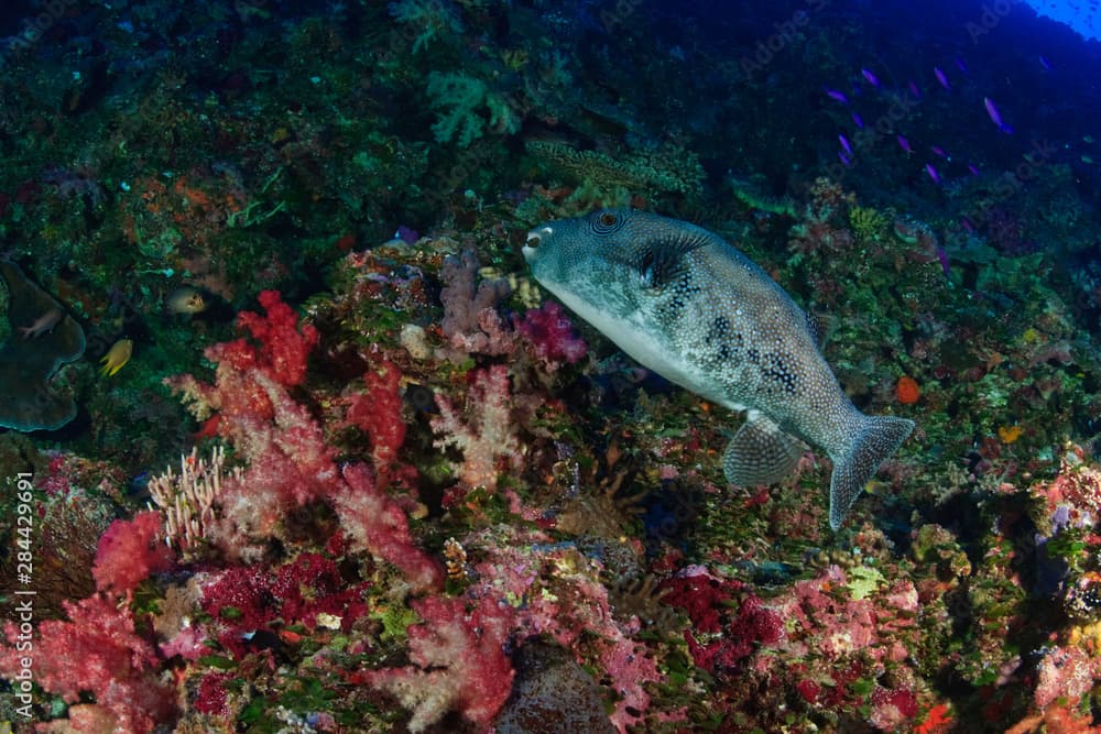 Blue-spotted Puffer (Arothron caeruleopunctatus), Blue Corner, Palau, Micronesia, Rock Islands, World Heritage Site, Western Pacific