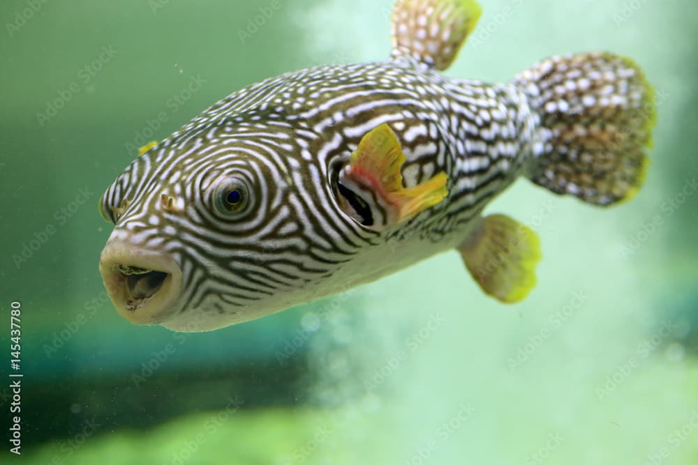 Reticulated pufferfish (Arothron reticularis) in Japan