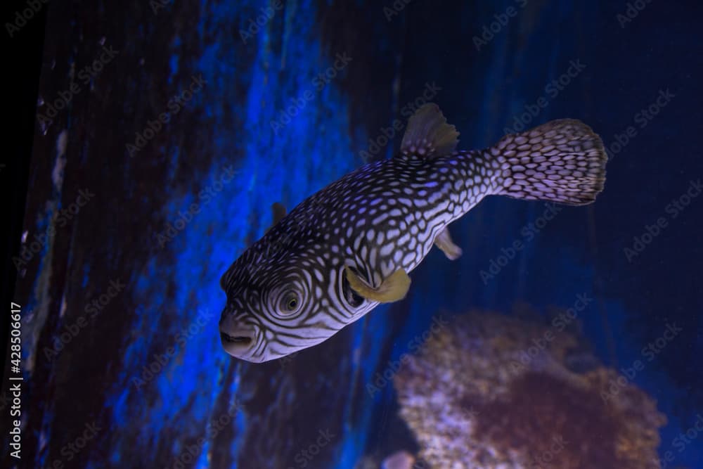 The reticulated pufferfish, reticulated blowfish or reticulated toadfish (Arothron reticularis).