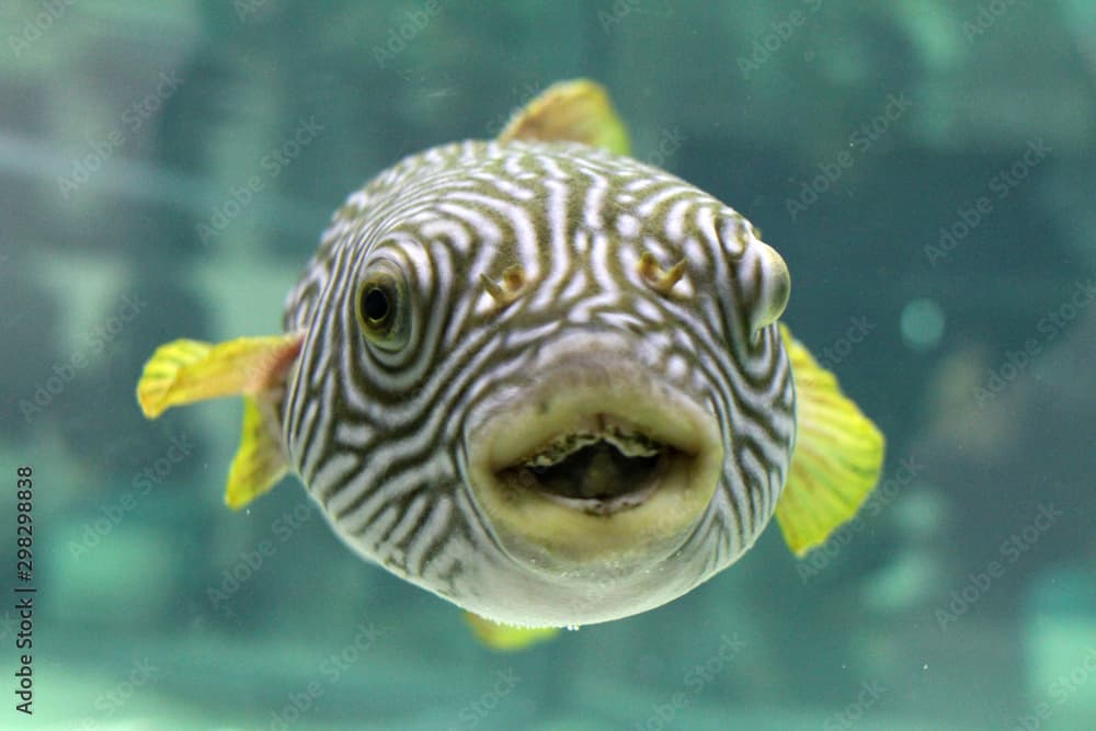 Smiling Reticulated pufferfish 's front face