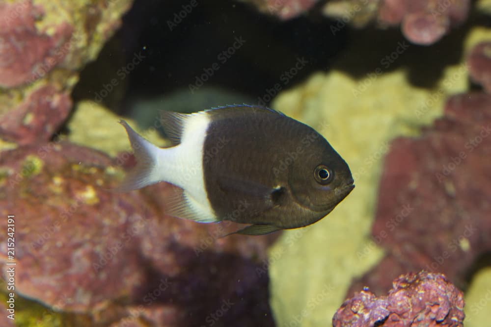 Chocolatedip chromis.(Chromis dimidiata).