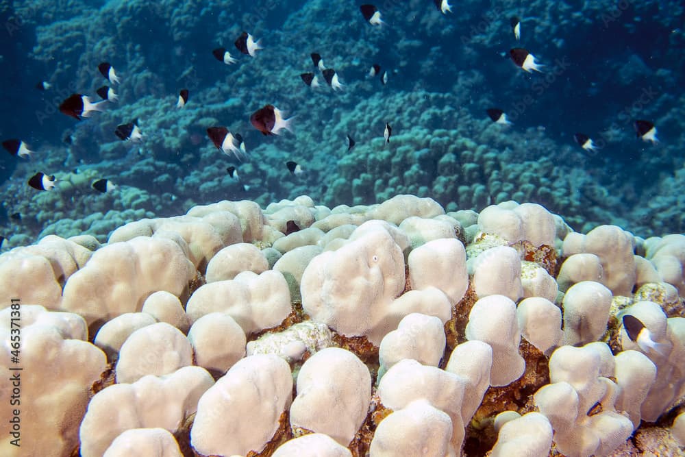 Bicolor Pullers (Centruroides bicolor) in the Red Sea, Egypt