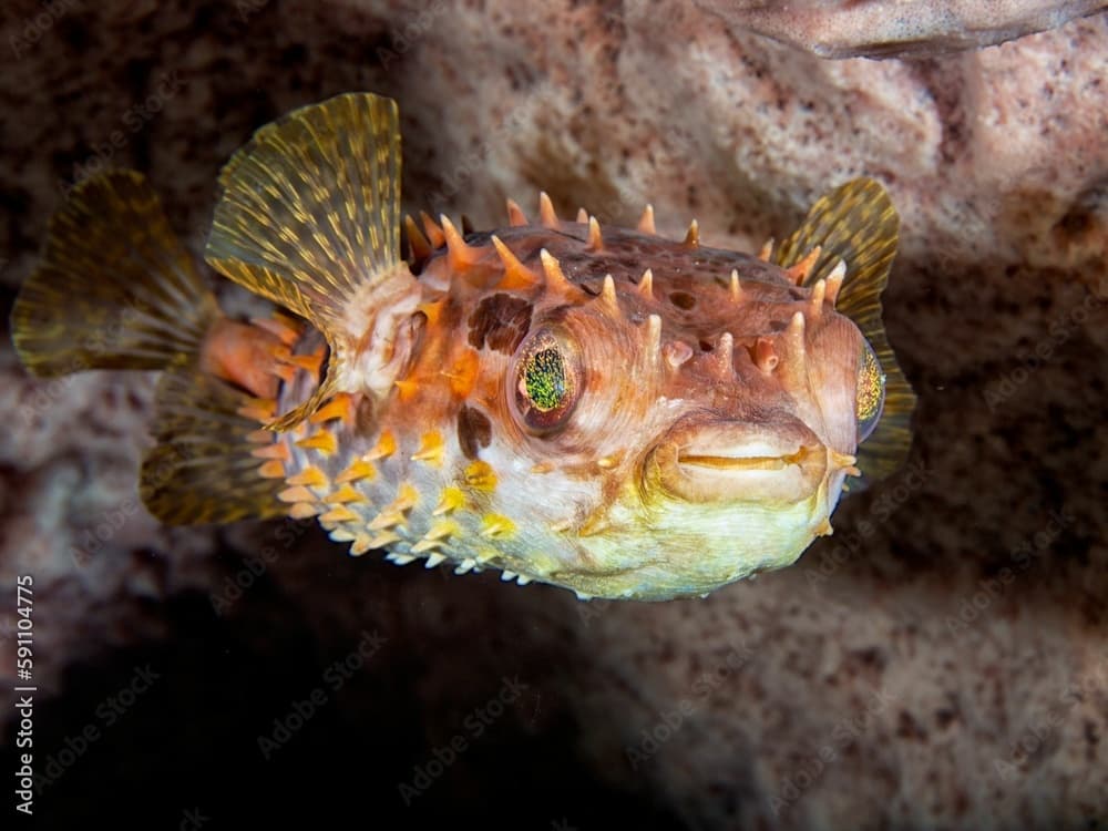 Image of a single Spotbase burrfish swimming in the water.