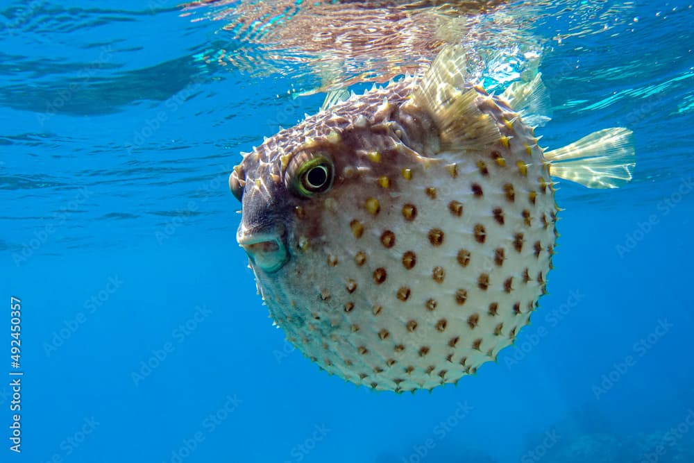 Yellowspotted burrfish  is in a defensive position