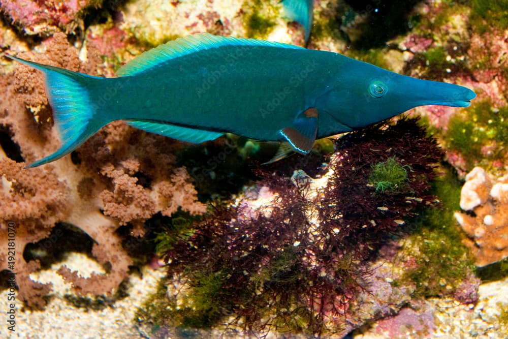 Birdmouth Wrasse (Gomphosus varius)