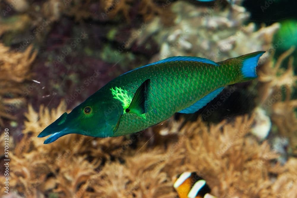 BIRD WRASSE gomphosus varius, ADULT