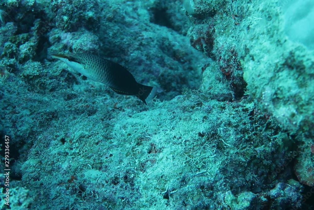 Bird Wrasse (gomphosus varius) Great Barrier Reef, Australia