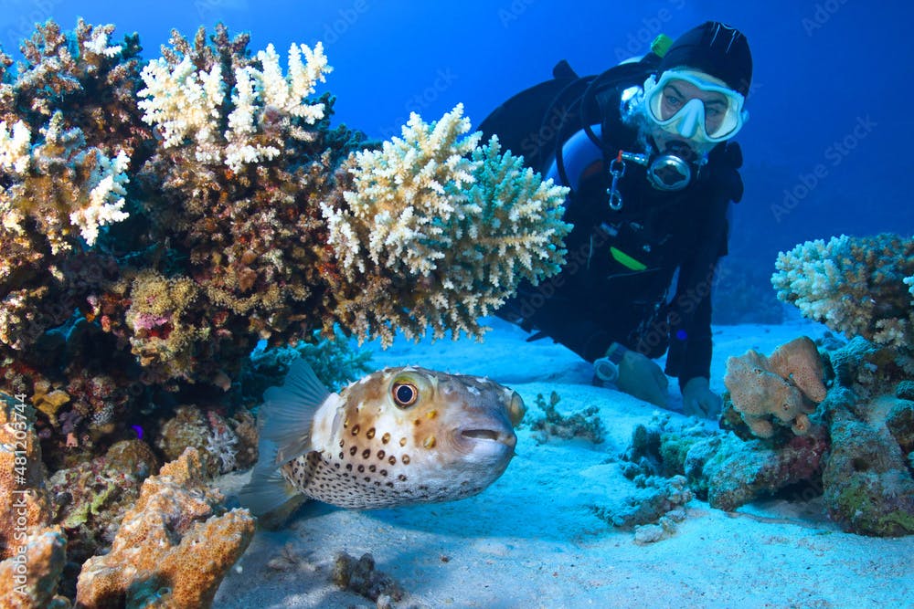 Diver exploring coral reef with puffer fish in sea