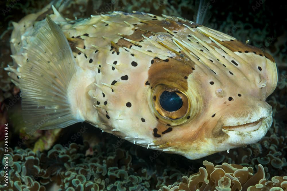 spotted burrfish fish