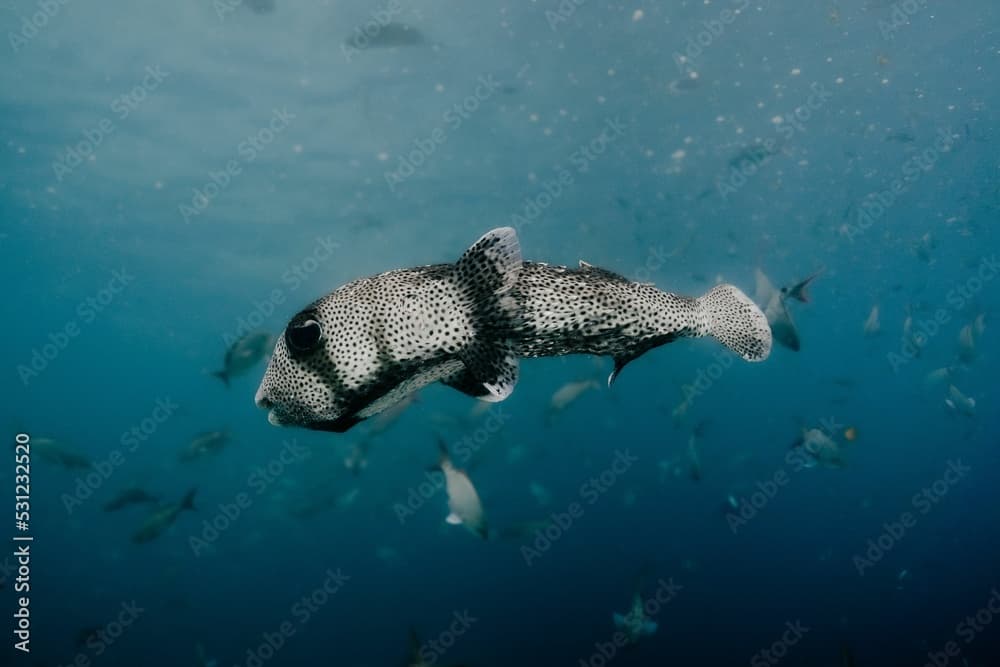 Closeup of a fish swimming underwater