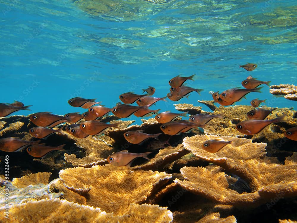 Shoal of glassy sweeper fish, Pempheris schomburgkii, with elkhorn coral, underwater in the Caribbean sea, Bocas del Toro, Panama, Central America