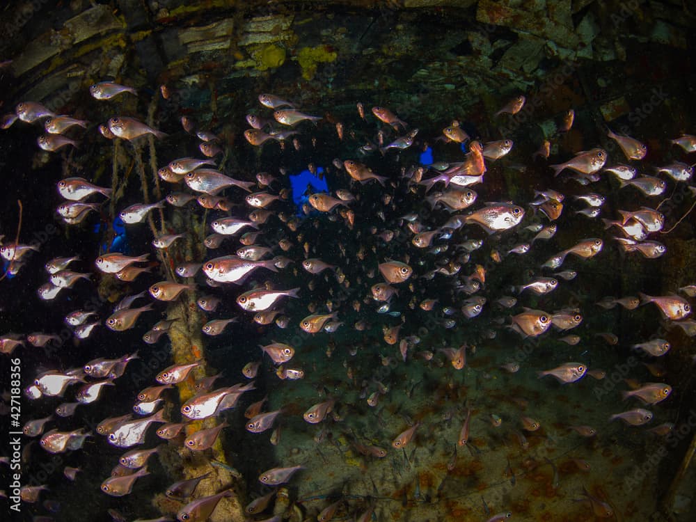 School of Glassy sweeper in a shipwreck (Mama Vina Wreck, Playa del Carmen, Quintana Roo, Yucatan, Mexico in 2012)