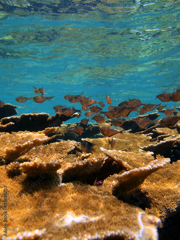 Shoal of glassy sweeper fish, Pempheris schomburgkii, over elkhorn coral reef, Caribbean sea