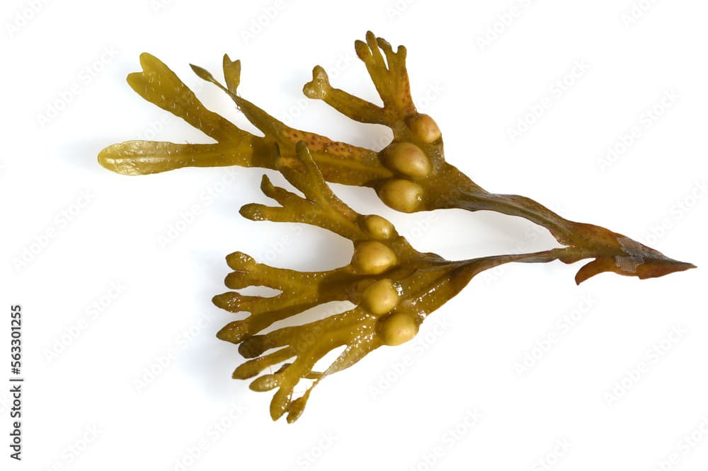 Bl Bladderwrack, Fucus vesiculosus