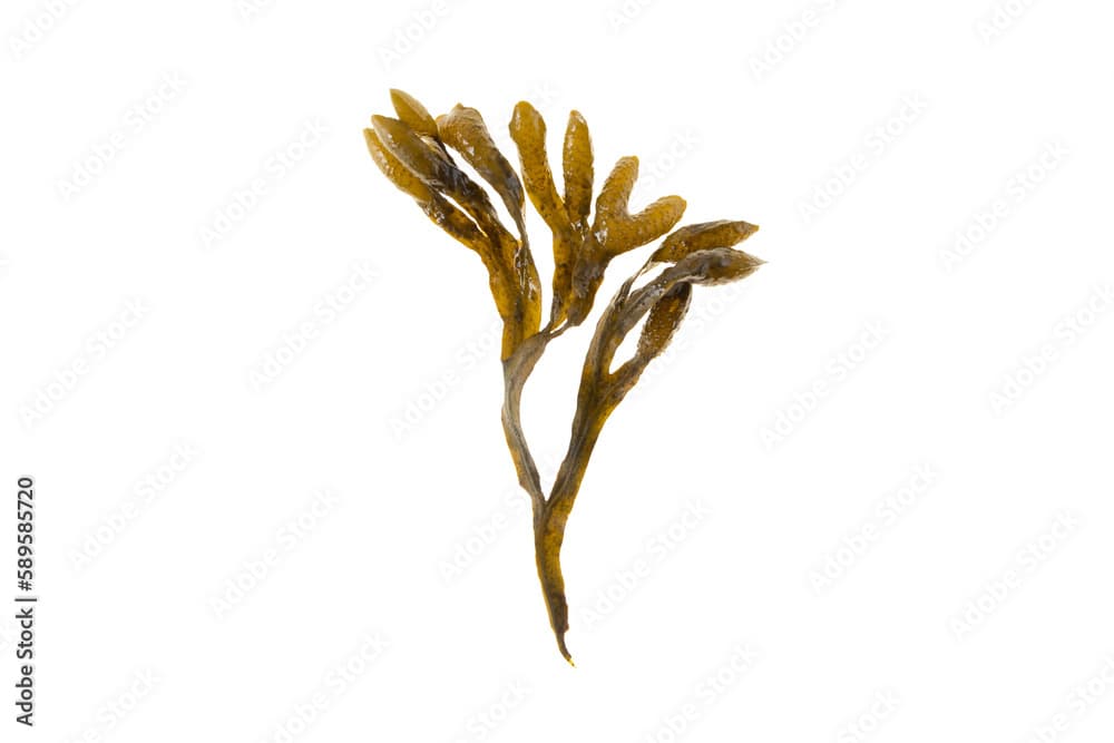 Bladder wrack, fucus vesiculosus, black tang, rockweed, sea grapes, bladder fucus, sea oak, cut weed, dyers fucus, red fucus 
or rock wrack brown seaweed isolated transparent png
